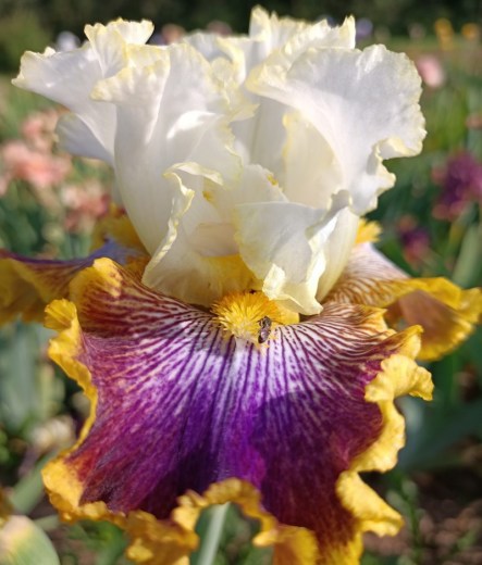 Patchwork Puzzle (Johnson, 2011)jpg